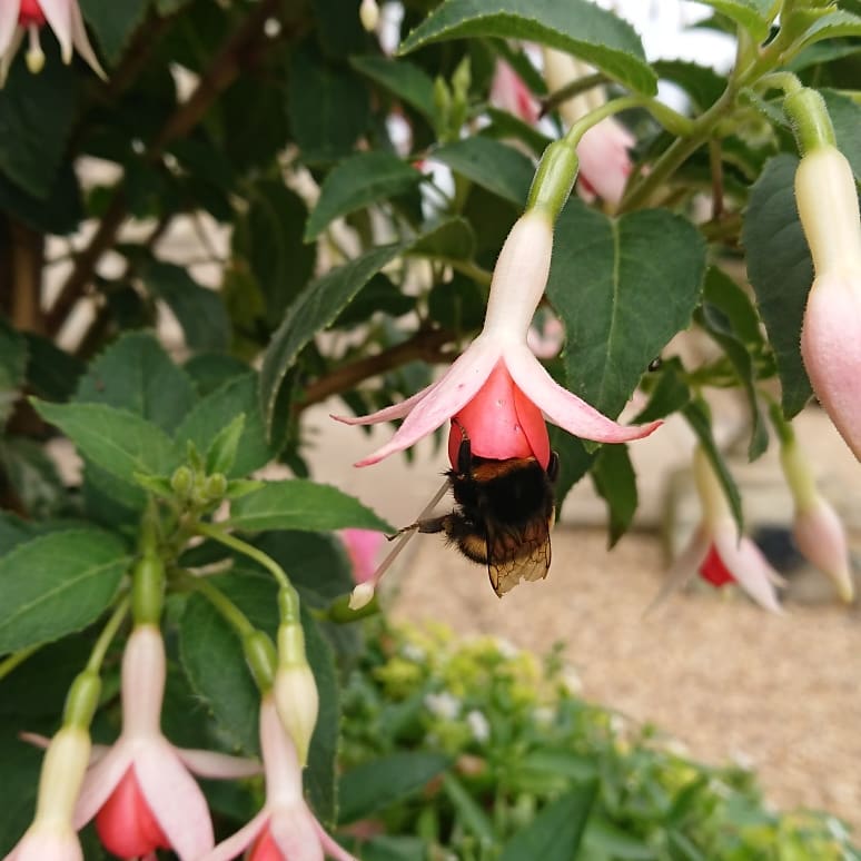 SusieMalusie's tweet image. Look at that bumblebutt! Cute little bumblebee collecting pollen. Look at how that little leg pokes out. Absolutely love bees and bumblebees. We need to do more to protect them!

@Bees @friends_earth

😍😍💙💙

#bees #bumblebee #datbutt #savethebees #flowers #nature #cute