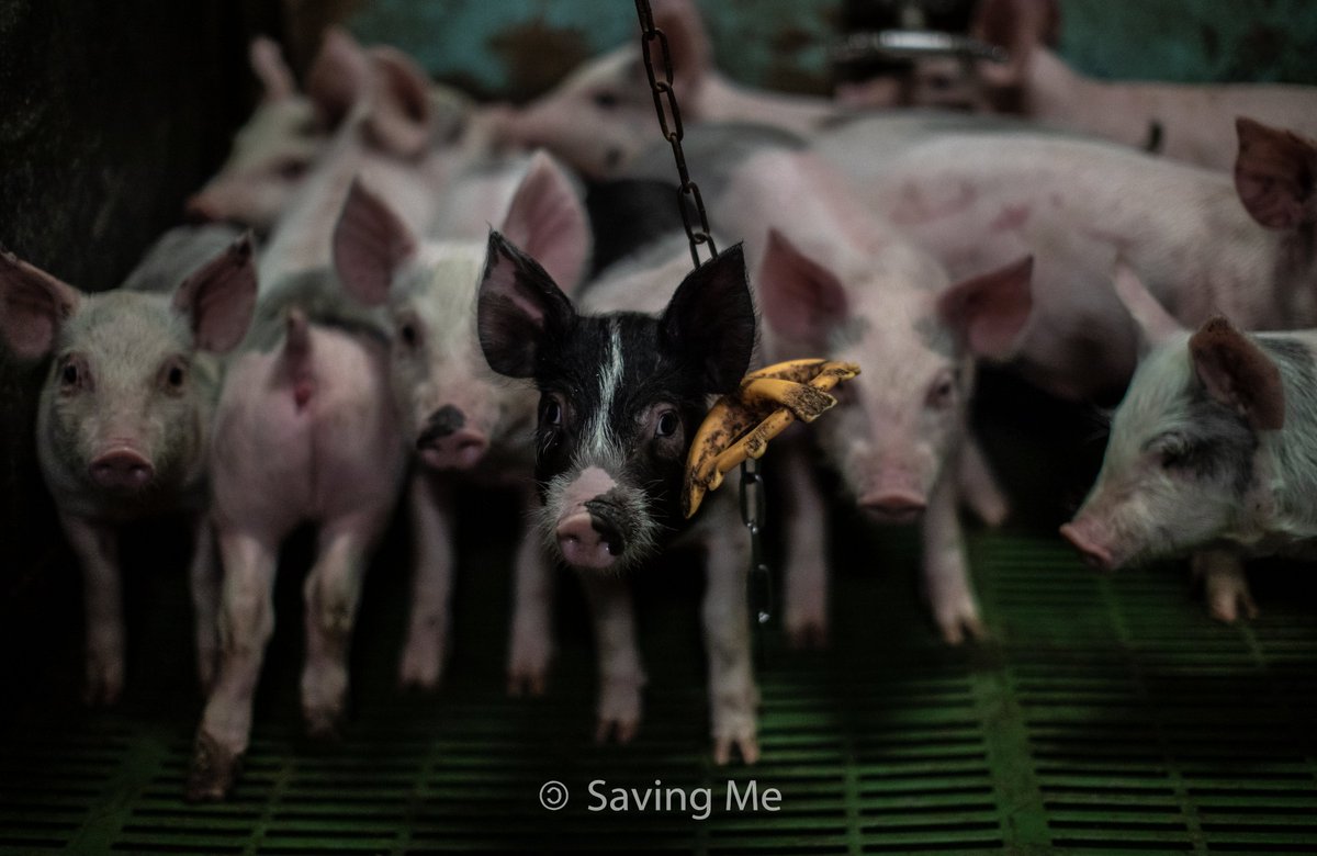 savingmevegan's tweet photo. For a while, you forget what is going to happen to them. You forget that their ‘home’ is where so many just like them have been before. Where the only people who watch them are the ones who plan to sell their bodies.

We hate to leave them behind but we have no choice. https://t.co/3P87aTibmP