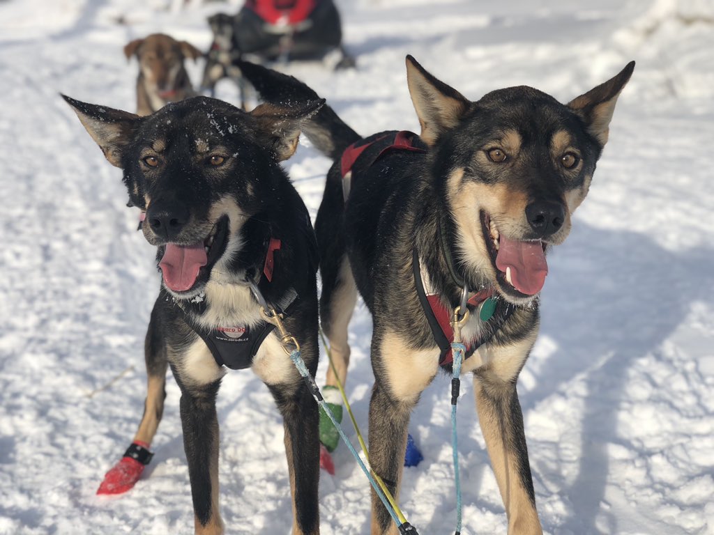 And then I started caring for sled dogs.  @QuinceMountain and I feed and train and massage them, teach them as puppies and ease them into retirement. We get to know each dog so well. And once we started doing this, do you know what became EXTREMELY OBVIOUS?