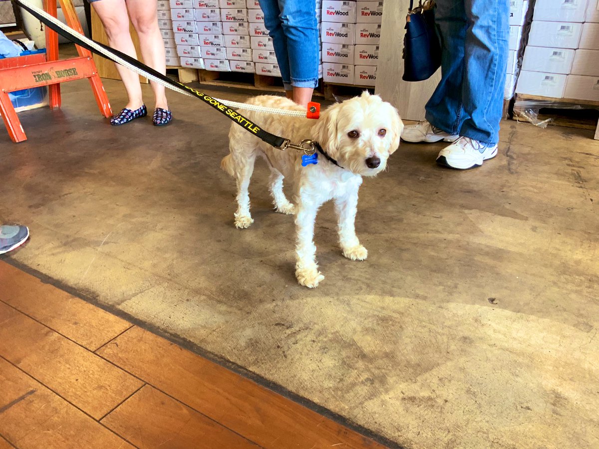 Warm1069's tweet photo. Are you ready to meet your new best friend? #warm1069 has partnered with @DogGoneSeattle and @carpliquidators again to host a pet adoption event today until 3pm. More dogs on the way!
#doggoneseattle #carpetliquidators #seattledogs #seattlepets https://t.co/KcoD4rntKR