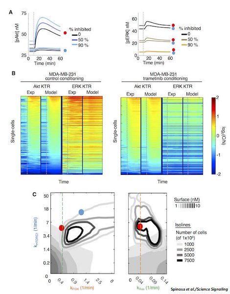 scisignal's tweet image. A new study of single-cell #CXCR4 signaling dynamics suggests kinase inhibitors may inadvertently activate #metastatic pathways downstream of CXCR4. @UMich stke.sciencemag.org/content/12/589…
