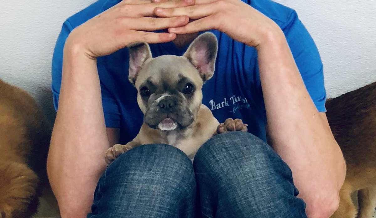 BarkTutor's tweet image. Ruby was on puppy watch from her knee-post this week