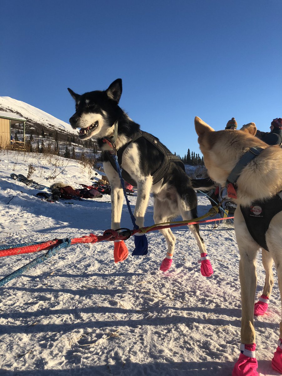 Some of them can eat, like, a tablespoon of kibble, and the next day they need a bigger harness. They’re easy keepers; their bodies naturally want to be bigger. Which is good! Easy keepers make great sled dogs.