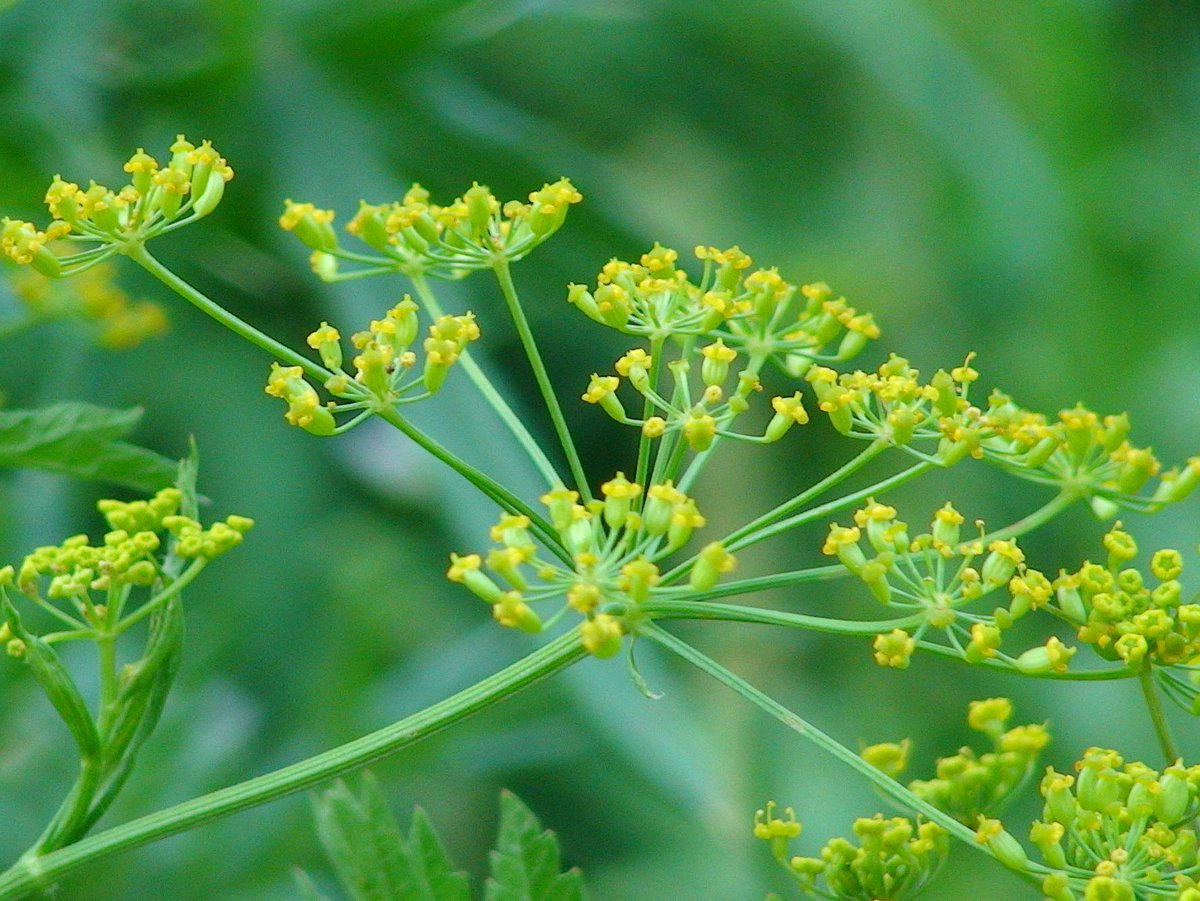 3mwalt's tweet photo. Summer is a time when two common roadside plants are blooming, and people sometimes mix them up. That might not matter with most wild flowers, but one of these can be harmful. #scienceofsummer #ottnews https://t.co/8IifP3zZot https://t.co/lgd5lYSMso
