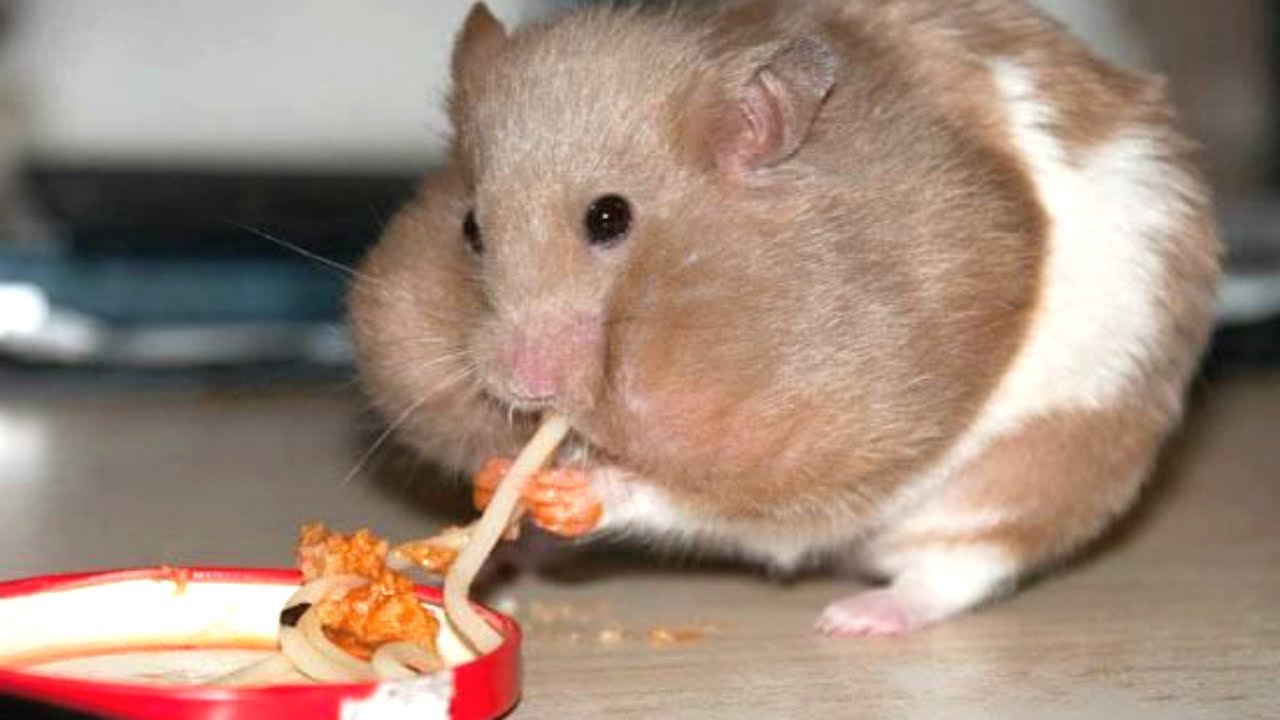 Hamster hiding food online