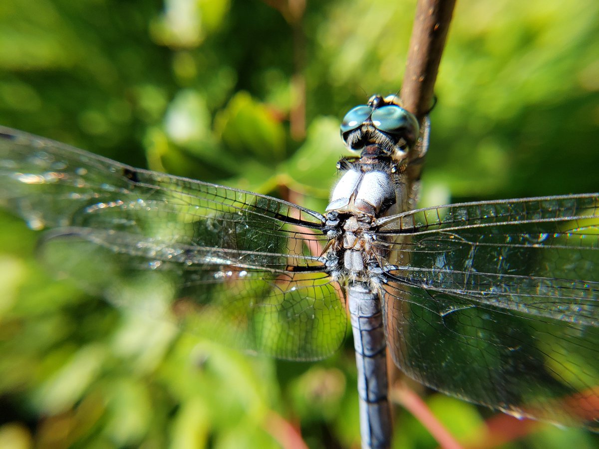 SexyUncleDave's tweet image. Insects are aliens #bugchasing