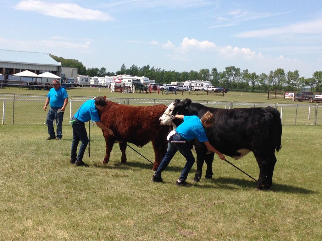 FGP Cattle tweet media