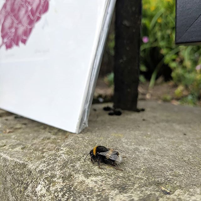 RoseandHen's tweet photo. I had helped a small bee back in to the gardens today after it visited my stall at the @yorkriverartmarket. Think it might have got confused between the flowers in the gardens and my pretty linocuts.
.
#yram2019 #bees #littlevisitor #floralart #linocut #β¦ https://t.co/sRScpvL2QY https://t.co/q1RV8KLEy9