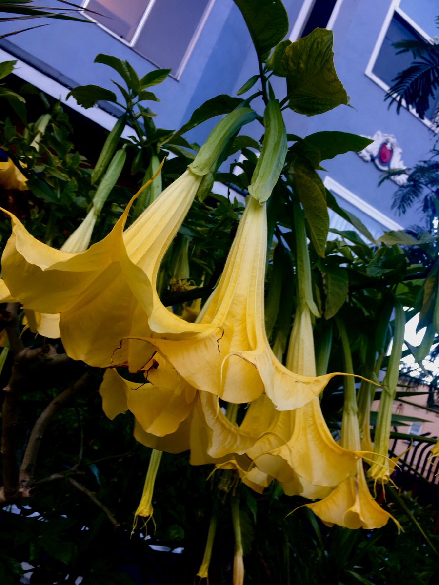 SFPublicLibrary's tweet image. WED 7/17, 6PM, #SFMainLibrary #OnTheSamePage author @ingrid_rojas_c in conversation w @ovillalon managing editor of @zyzzyvamag. #FruitOfTheDrunkenTree available throughout all SF libraries- #ReadThis SF. #ReadThis sfpl.org/index.php?pg=1…