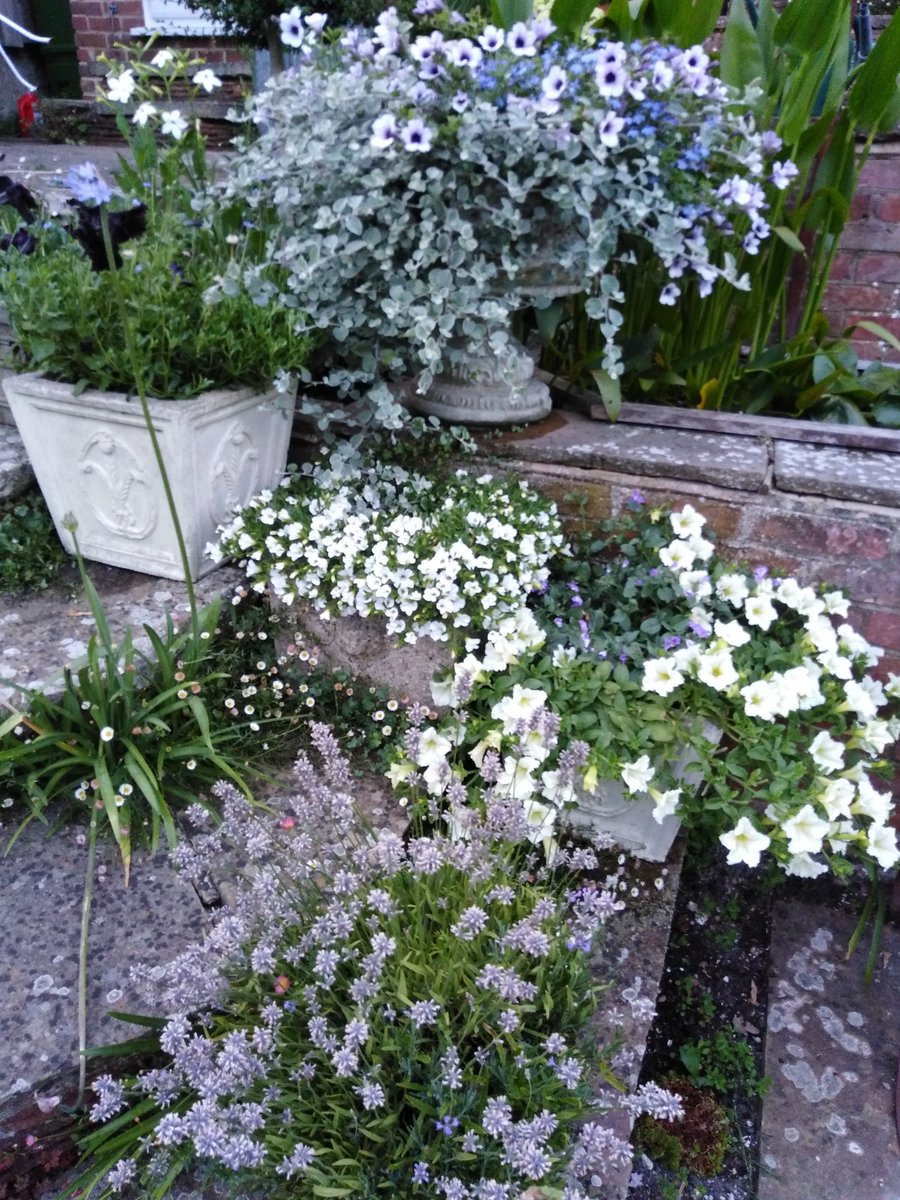 Have managed to organise my garden to be open this Sunday..... An afternoon of sporting finals. Come along anyway, it would be nice to see you.. 38 Prince Edward's Road. Lewes BN71BE in support of <a href="/martletsmusic/">Martlets Music</a> a charity helping children with bursaries for music lessons. T&amp;cake