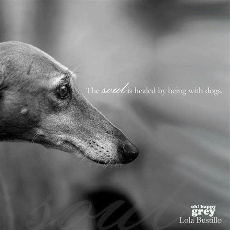NeuroHounds's tweet photo. All animals have special qualities that can help with rehabilitation. However, I believe that greyhounds have particular qualities that make them perfect in the complex world of Neuro-rehabilitation. 

Who’s with me!? https://t.co/1cSbTTPbrB