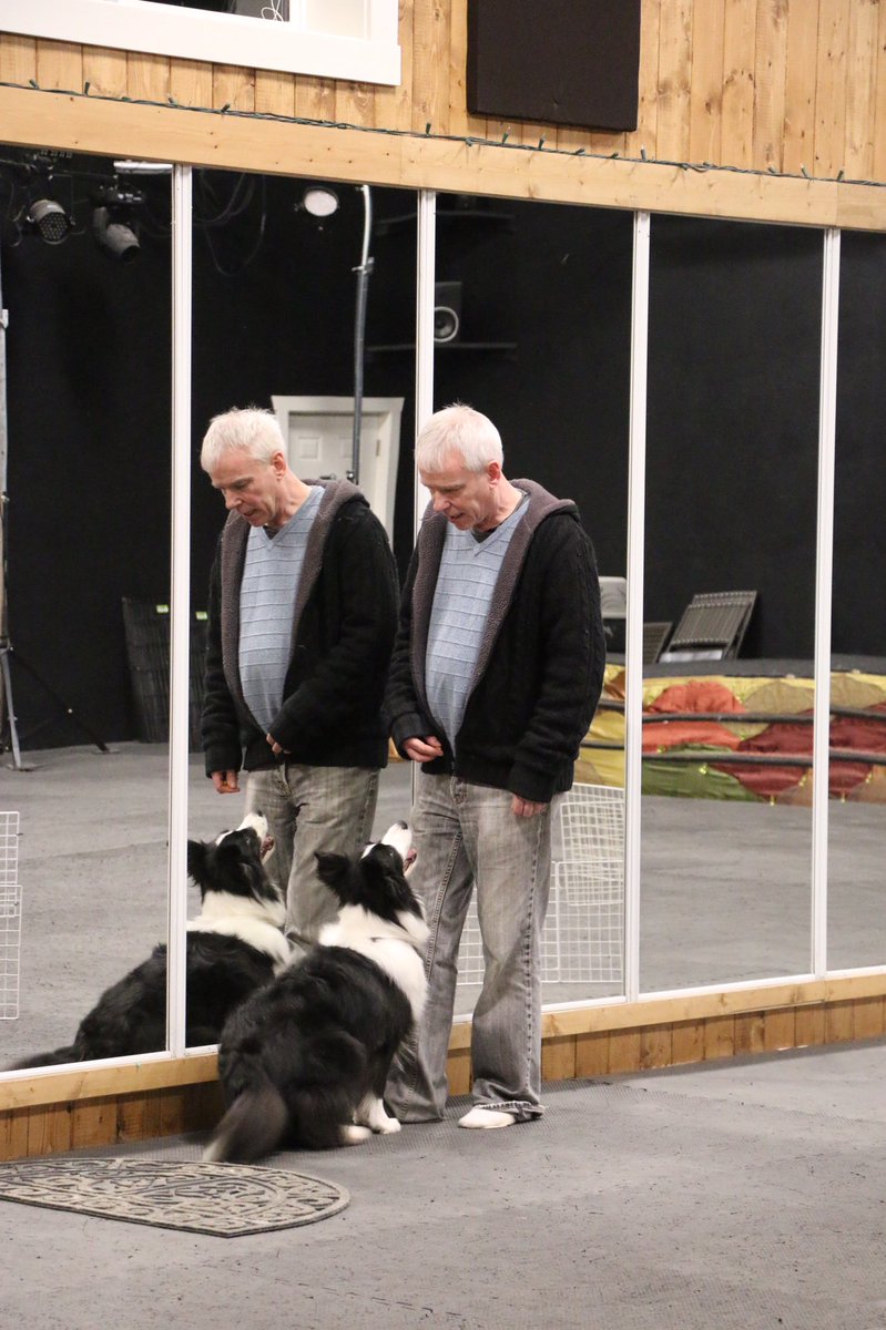 RayandMagic's tweet image. Daddy is teaching classes all day today and tomorrow so I am hanging out at the training facility with him. What are you doing this weekend? #rayandmagic #rayandmagicagt #rayunderwood #underwoodsdogobedience #bordercollie #dogdancer #dogdancing #musicalfreestyle