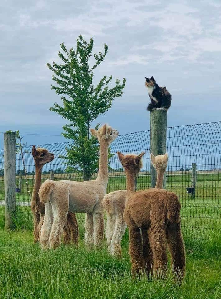 SheckyX's tweet photo. BEHOLD MY POST, LONG SHEEP https://t.co/fTI9OJbqiG