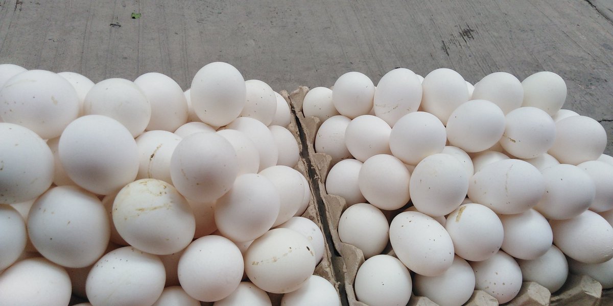 slimj0069's tweet photo. Goodmorning mga bading! Itloggg kayo jan! #Egglog https://t.co/K9U6eq4cs6