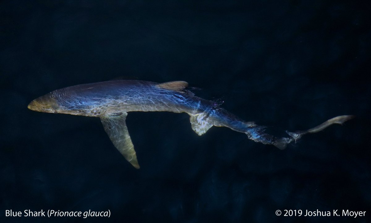 Conducting field work with @atlanticshark18 means seeing just how blue the Blue Shark really is. Did you know that this open ocean species is one of the most commonly caught sharks in the world? Unfortunately, it is regularly caught as bycatch on longlines.