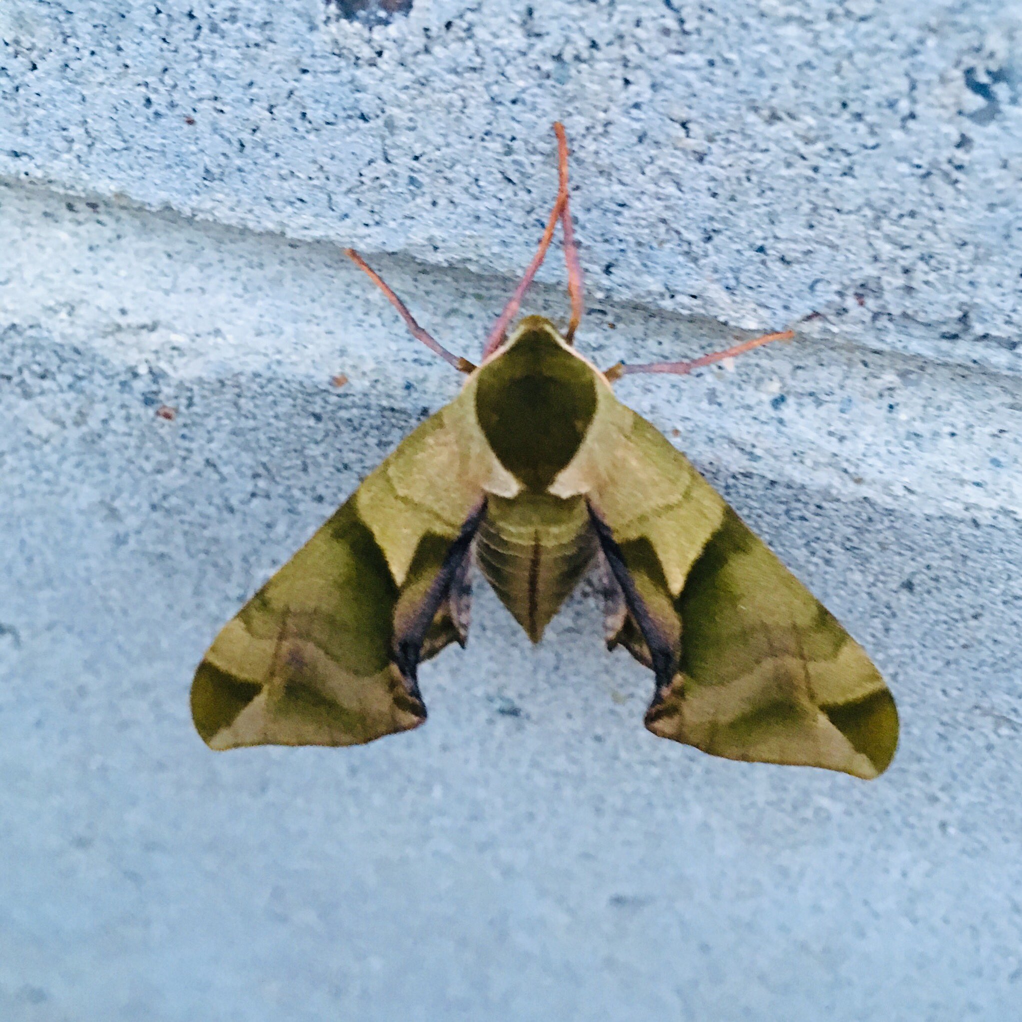 ままー だいたい お って思う虫に出会う時はスマホのカメラのしか無かったりするんよね 蛾なんで 苦手な人はゴメンね この子の名前はウンモスズメ 私は蛾の中でスズメガの仲間が幼虫を含めて凄く好きなんだけど その中でもこの蛾は