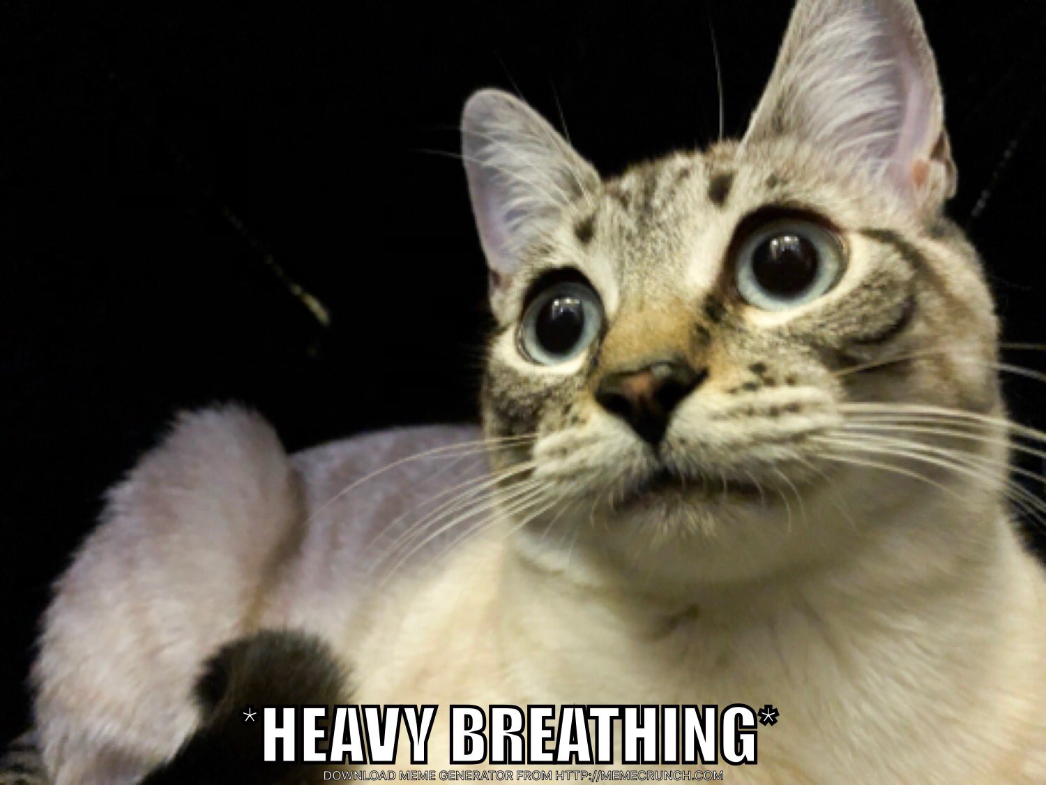 Fat Cat Meme Heavy Breathing 10 Of The Most Famous Cat Memes As Of