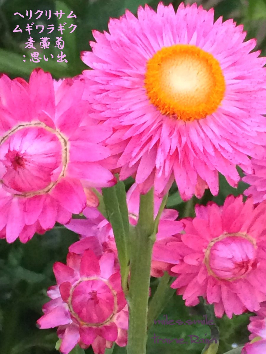 Miles スマイル 事情により休止 あさのいろ おはよう ムギワラギク 麦藁菊 思い出 キク科ムギワラギク属 常緑小低木 オーストラリア原産 寒さと高温多湿にやや弱く 日本では半耐寒性一年草 初夏に蒔き秋に花くを楽しむ 日当たり排水の良い土を好む