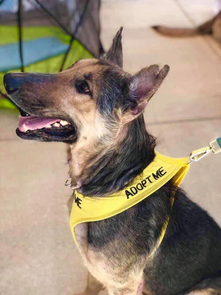 SandraK93322487's tweet image. Remember " SARGE " ⁉️Before &amp;amp; After Pictures , what a wonderful transformation 😍Rescued by Shenandoah Shepard Rescue from #HellHole #PalmValley #Edinburg Love &amp;amp; care changes everything , without all these wonderful rescue organizations these animals would be lost ❤️🐶🐩🐕🐱🐈