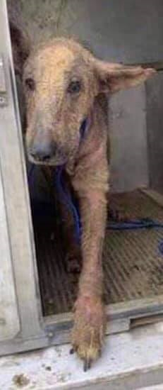 SandraK93322487's tweet image. Remember " SARGE " ⁉️Before &amp;amp; After Pictures , what a wonderful transformation 😍Rescued by Shenandoah Shepard Rescue from #HellHole #PalmValley #Edinburg Love &amp;amp; care changes everything , without all these wonderful rescue organizations these animals would be lost ❤️🐶🐩🐕🐱🐈