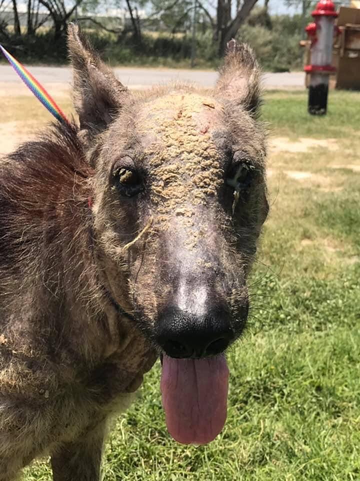SandraK93322487's tweet image. Remember " SARGE " ⁉️Before &amp;amp; After Pictures , what a wonderful transformation 😍Rescued by Shenandoah Shepard Rescue from #HellHole #PalmValley #Edinburg Love &amp;amp; care changes everything , without all these wonderful rescue organizations these animals would be lost ❤️🐶🐩🐕🐱🐈