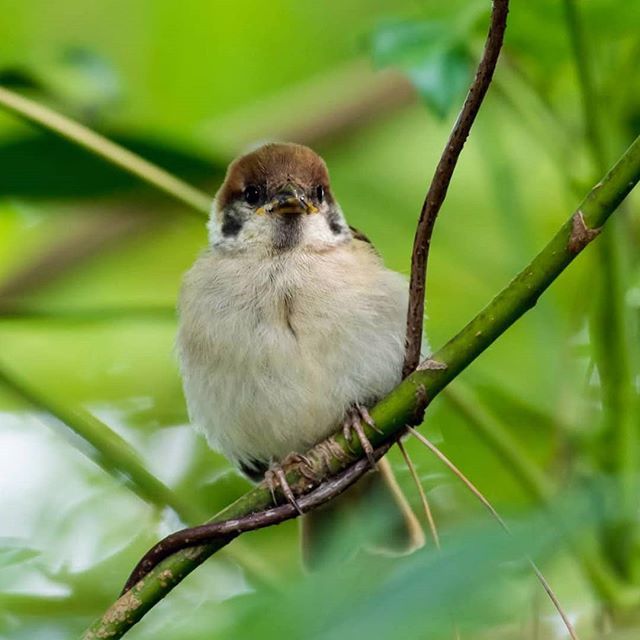 ansora408's tweet photo. まだ親から食べさせてもらってます(•❛ө❛•) #スズメ #sparrow #幼鳥 #幼チュン #野鳥 #野鳥撮影 #wildbirds #wildbirdsphotography #wildbirdsofinstagram #japan_nature_photo #nikond500 https://t.co/hyg2xdwG2f https://t.co/T9XevgBsaH