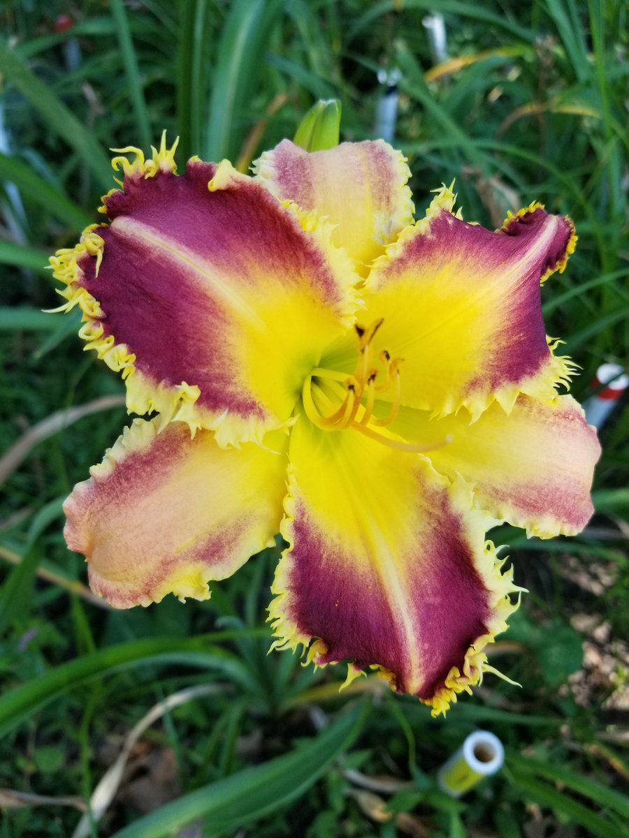Today's seedling...
