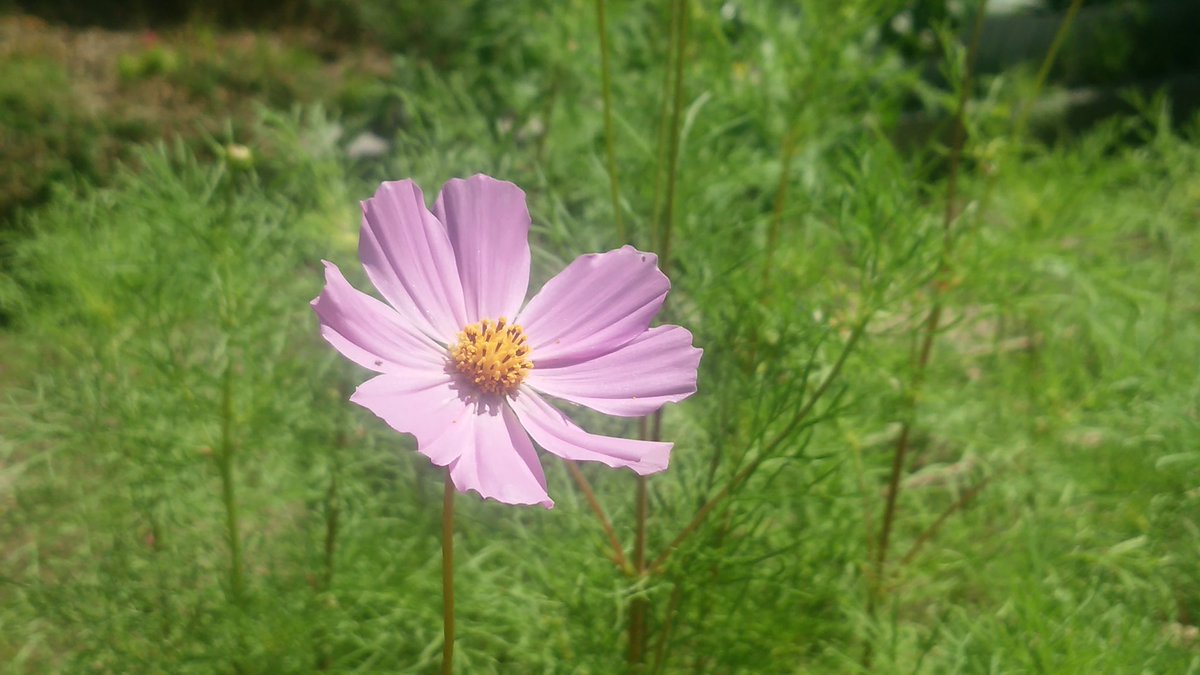 一つの花