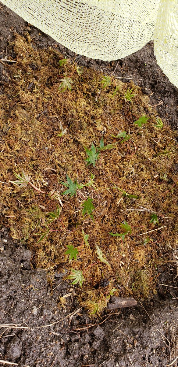 たけむ 斑入りもみじ 挿し木 盆栽 水苔増量 メネデールを施しました 途中でネットを押さえているブロックが転がって枝が下敷きに