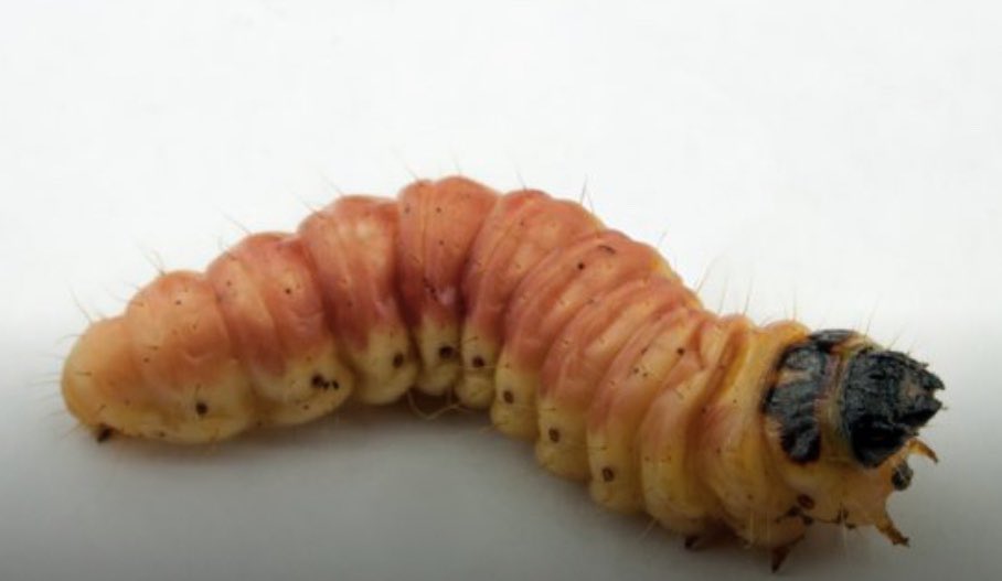 BlakeAdamGraham's tweet photo. @MccallHolly Yeah I’m not a bug “maggot” https://t.co/gEu6c2B0rY