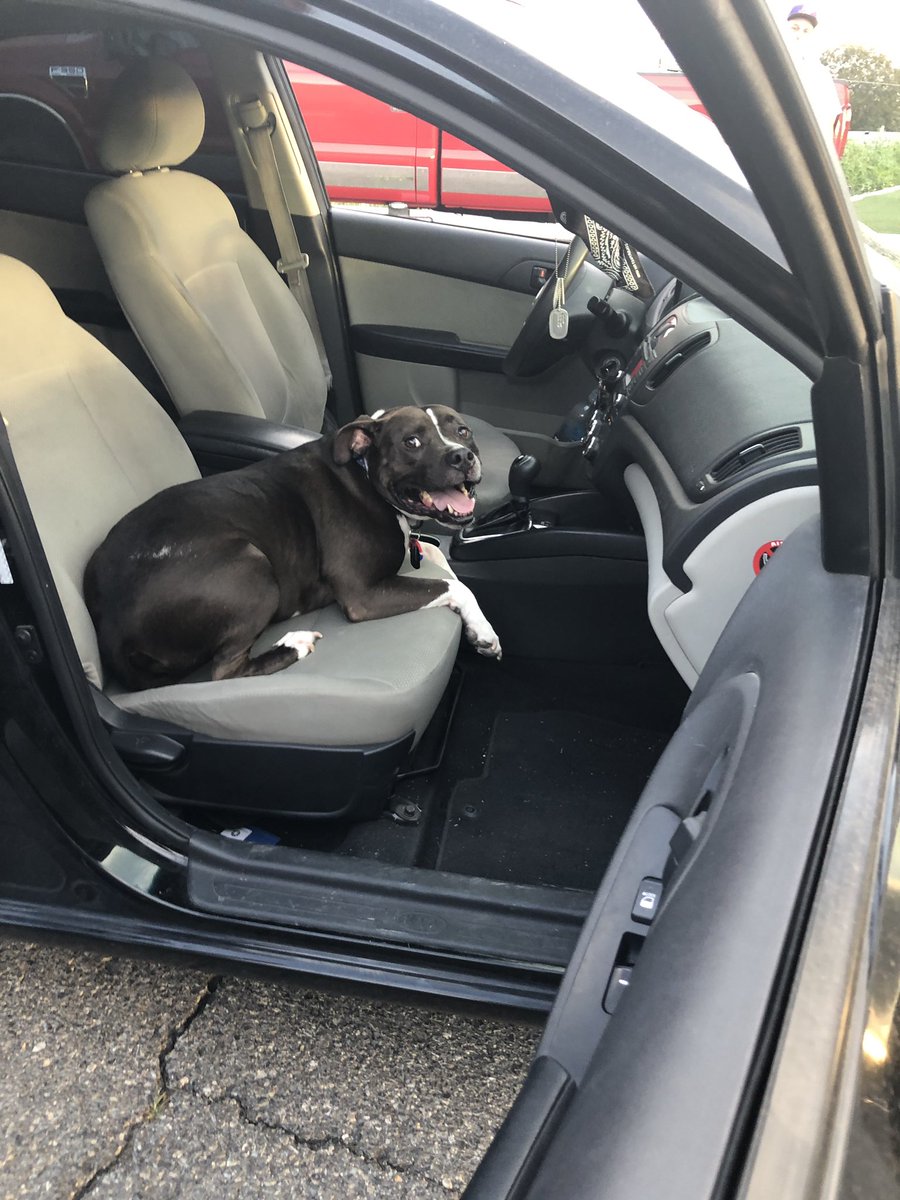 dustyrose____'s tweet photo. @TerenMabry Gene (black) loves car rides with anyone who will let him in. Louise (brown) loves hikes and her dad. Vicious beyond belief 😍 https://t.co/sy0V9XMuBa