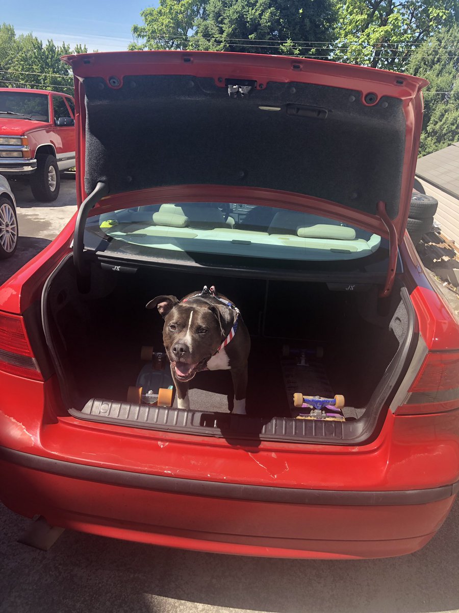 dustyrose____'s tweet photo. @TerenMabry Gene (black) loves car rides with anyone who will let him in. Louise (brown) loves hikes and her dad. Vicious beyond belief 😍 https://t.co/sy0V9XMuBa