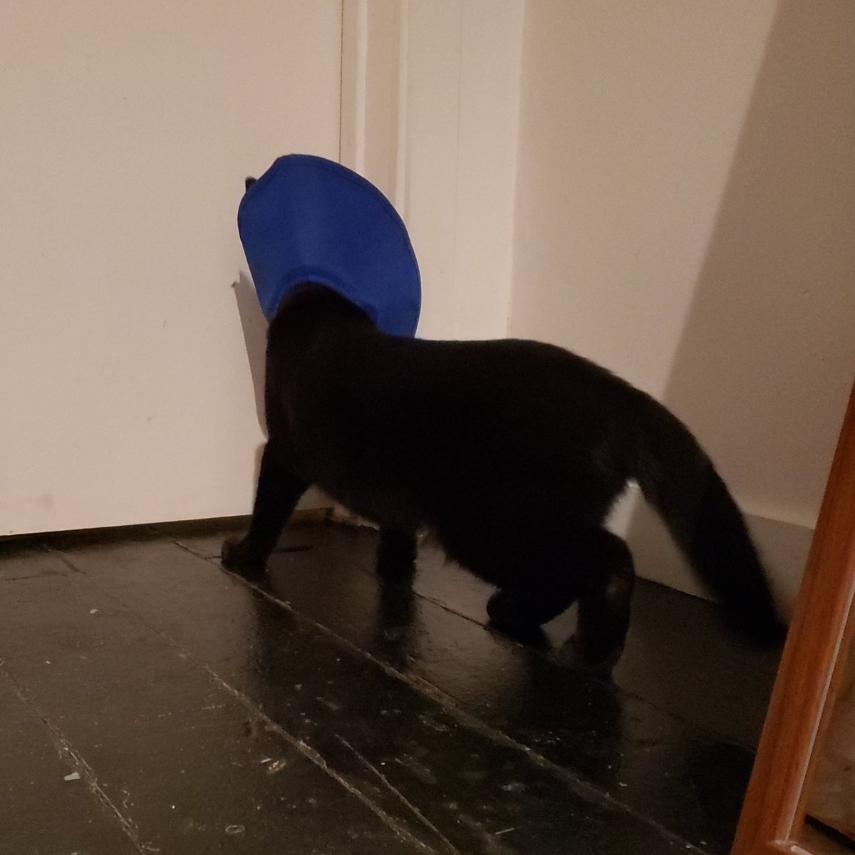 Got this queen spayed. Proud of my daughter for immediately channeling Cate Blanchett in this moment of hardship and regality.