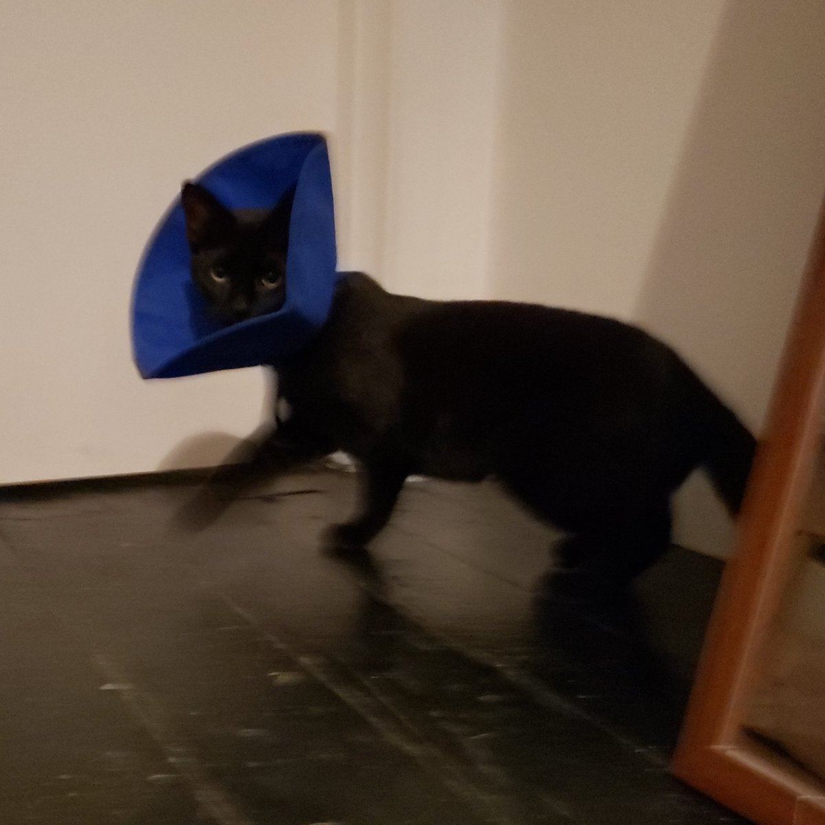 Got this queen spayed. Proud of my daughter for immediately channeling Cate Blanchett in this moment of hardship and regality.