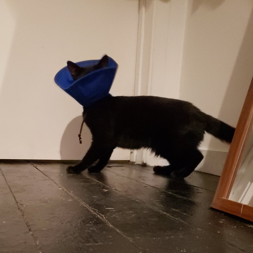 Got this queen spayed. Proud of my daughter for immediately channeling Cate Blanchett in this moment of hardship and regality.