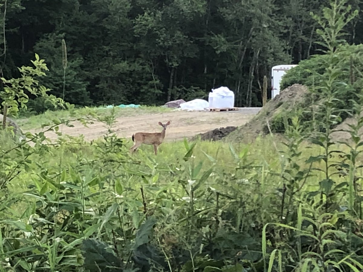 rorishapiro1's tweet photo. Took an evening stroll around my neighborhood.
#deer #mansion #golfcourse #openland #fields #nature #ridgefieldct #ridgefieldGolfcourse #architecture https://t.co/bxNFcpsOnA