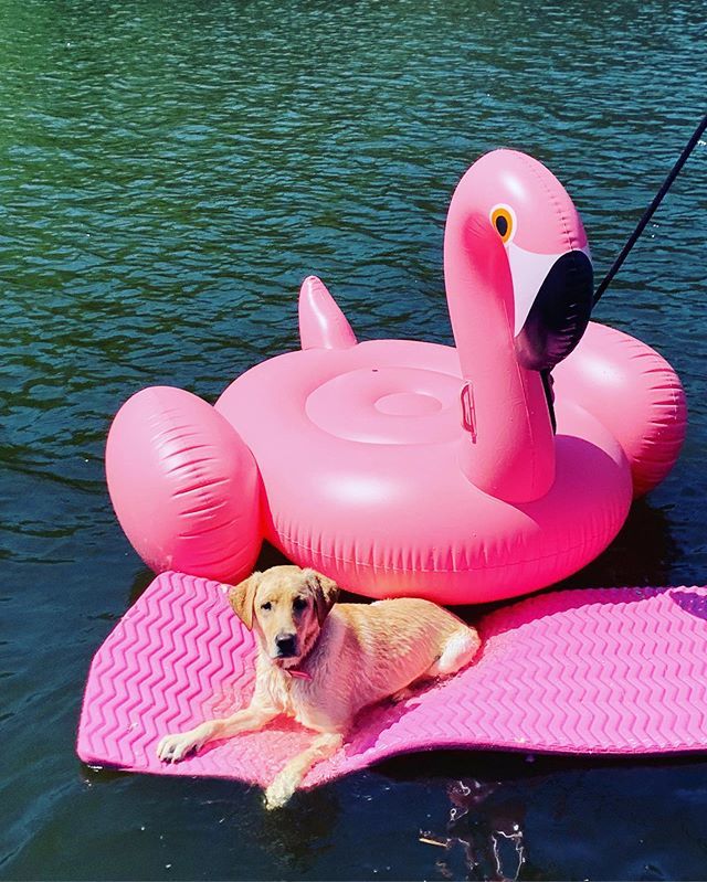 Do your pets love to swim? We can’t ever keep Piper out of the lake. Here is she with all her lake toys. Luckily, Odor Universe Pet Shampoo gets rid of the wet dog smell #savingyoufromasmellyworld #wetdog #dogsofinstagram ift.tt/2Jy4OL0