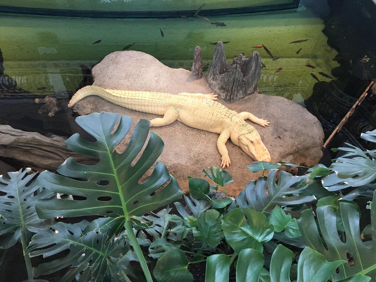 Biomellifera's tweet photo. What a great today @calacademy .
I really hope I'll have the chance to come and visit again. 

So little time, so much to do https://t.co/HXXGD24R5H