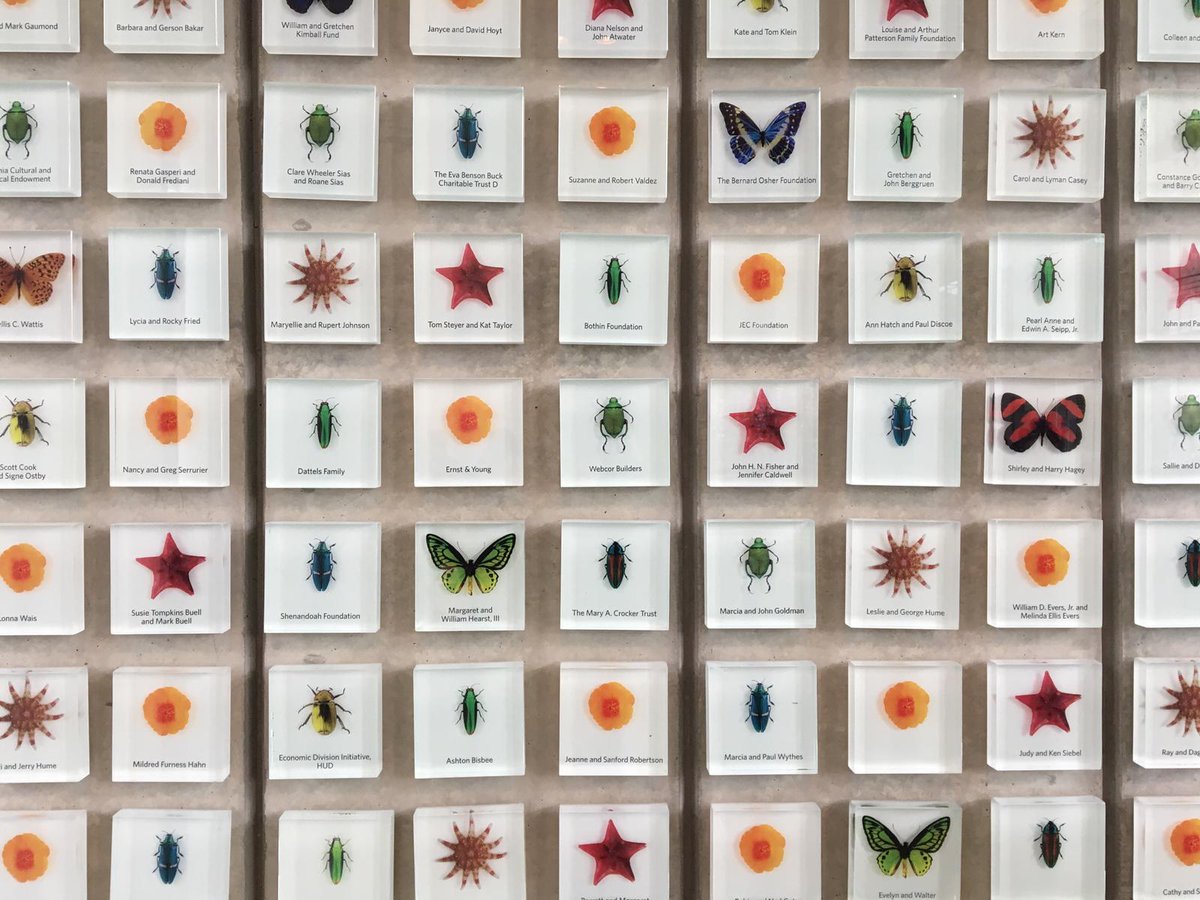 Biomellifera's tweet photo. What a great today @calacademy .
I really hope I'll have the chance to come and visit again. 

So little time, so much to do https://t.co/HXXGD24R5H