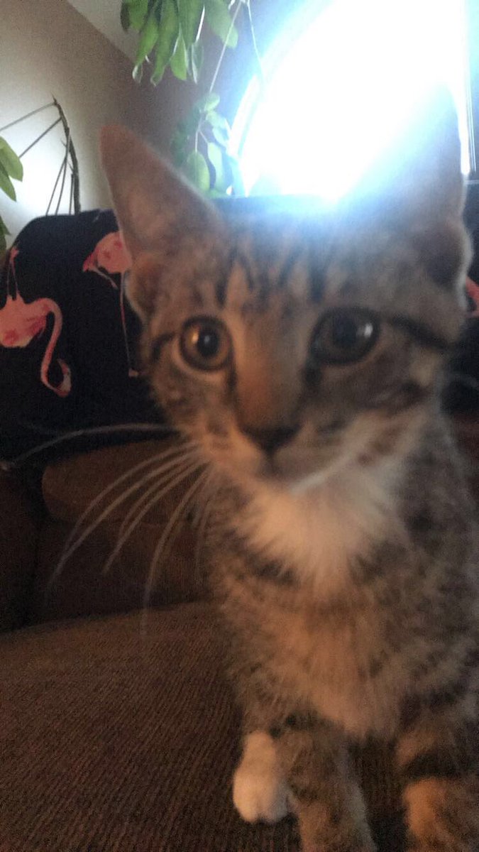 KendallMirise's tweet photo. Free adoption month at Indianapolis Animal Care Shelter! Go save a cute furry friend!💛 #AdoptDontShop https://t.co/fWOINsA5ch