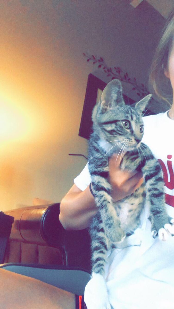 KendallMirise's tweet photo. Free adoption month at Indianapolis Animal Care Shelter! Go save a cute furry friend!💛 #AdoptDontShop https://t.co/fWOINsA5ch