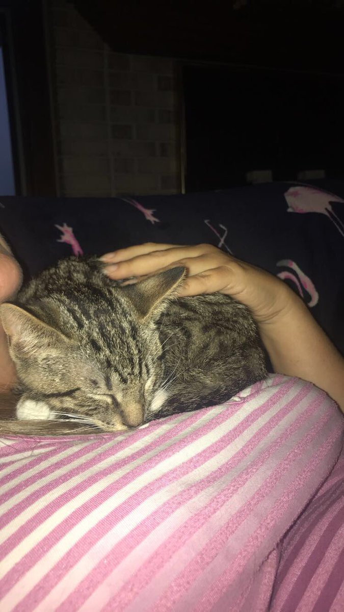 KendallMirise's tweet photo. Free adoption month at Indianapolis Animal Care Shelter! Go save a cute furry friend!💛 #AdoptDontShop https://t.co/fWOINsA5ch