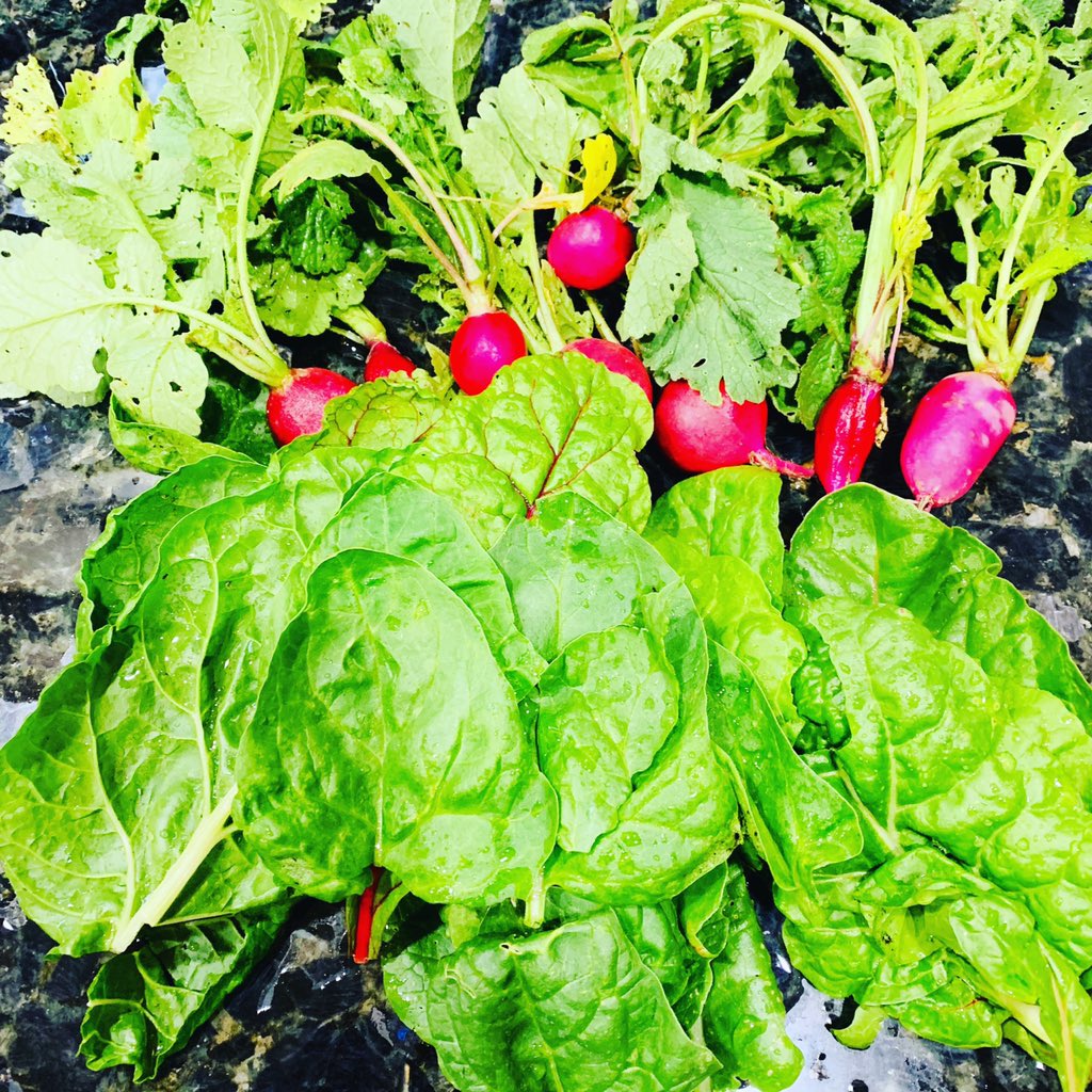 Fresh from my garden!  This is #swisschard and #radish! #gardening #coloradogardening 

Lizsfrugalfamilyfun.com