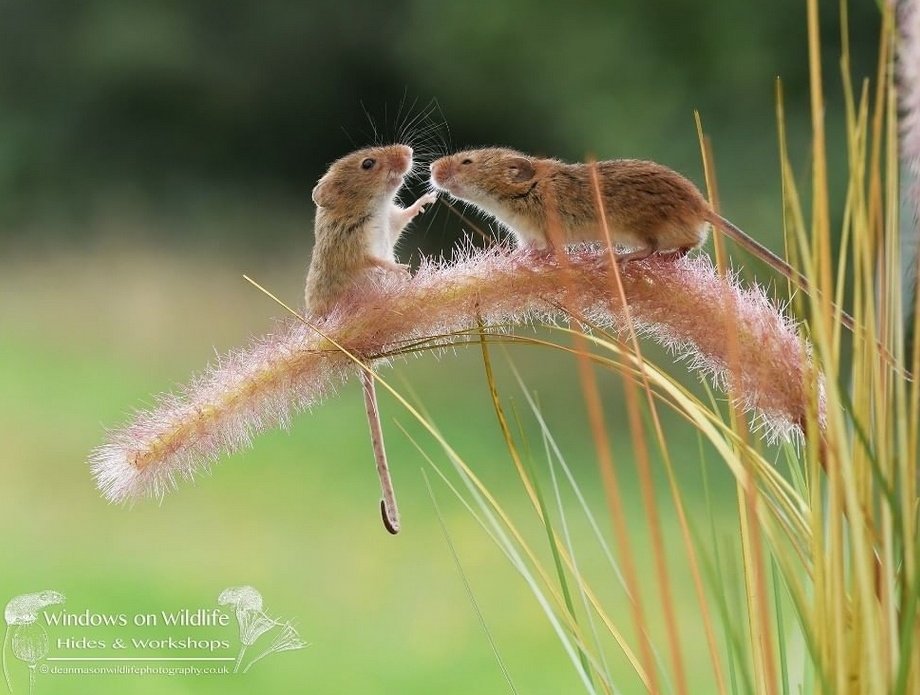 GratitudeDNA's tweet photo. ภาพชุดนี้เป็นฝีมือของช่างภาพที่ฝึกถ่ายภาพและศึกษาเรื่องการถ่ายภาพด้วยตัวเองจนผลงานได้รับรางวัลและตีพิมพ์ลงในนิตยสารหลายฉบับ นางแบบและนายแบบเป็นหนูพันธุ์ harvest mouse หนูขนาดเล็กที่สุดในโลก มักสร้างรังอยู่บนก้านของดอกไม้และต้นหญ้า หนูก็น่ารักได้🐭

ภาพจาก: https://t.co/M41pphvmyH https://t.co/KWhyBMQ5cm