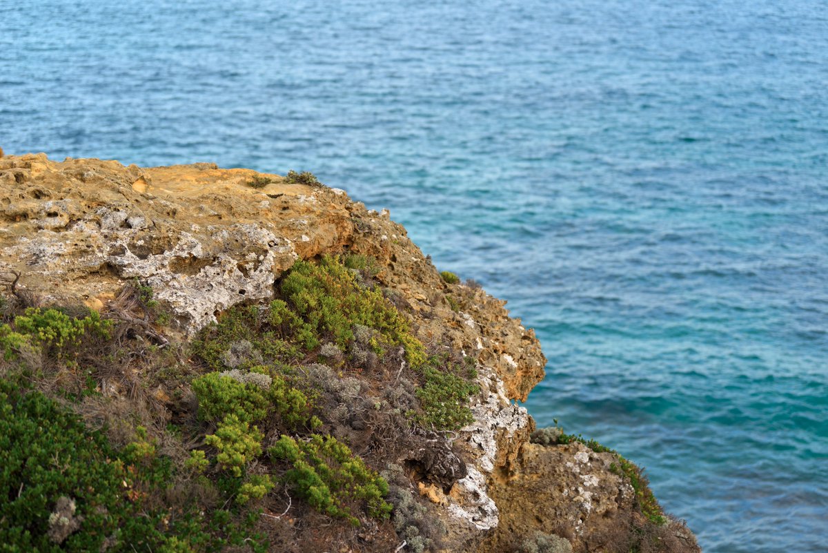 #scape366.com 196 - #coastal #scrub clinging to the #rocky #cliffs of the #lornequeenscliffcoastalreserve, contrasting with the #blue #water of the #eaglerockmarinesanctuary below. One of many sights to take in, from the #lookouts just below the #splitpointlighthouse #coastscape