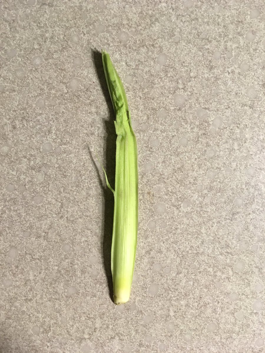 ttheede's tweet photo. #P0306AM planted on 4/21 is three leaves away from tasseling! After a rough start, things are moving along. Scouting is in full swing for fungicide applications. https://t.co/6sMU1fxS05