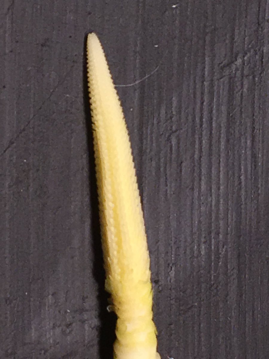 ttheede's tweet photo. #P0306AM planted on 4/21 is three leaves away from tasseling! After a rough start, things are moving along. Scouting is in full swing for fungicide applications. https://t.co/6sMU1fxS05