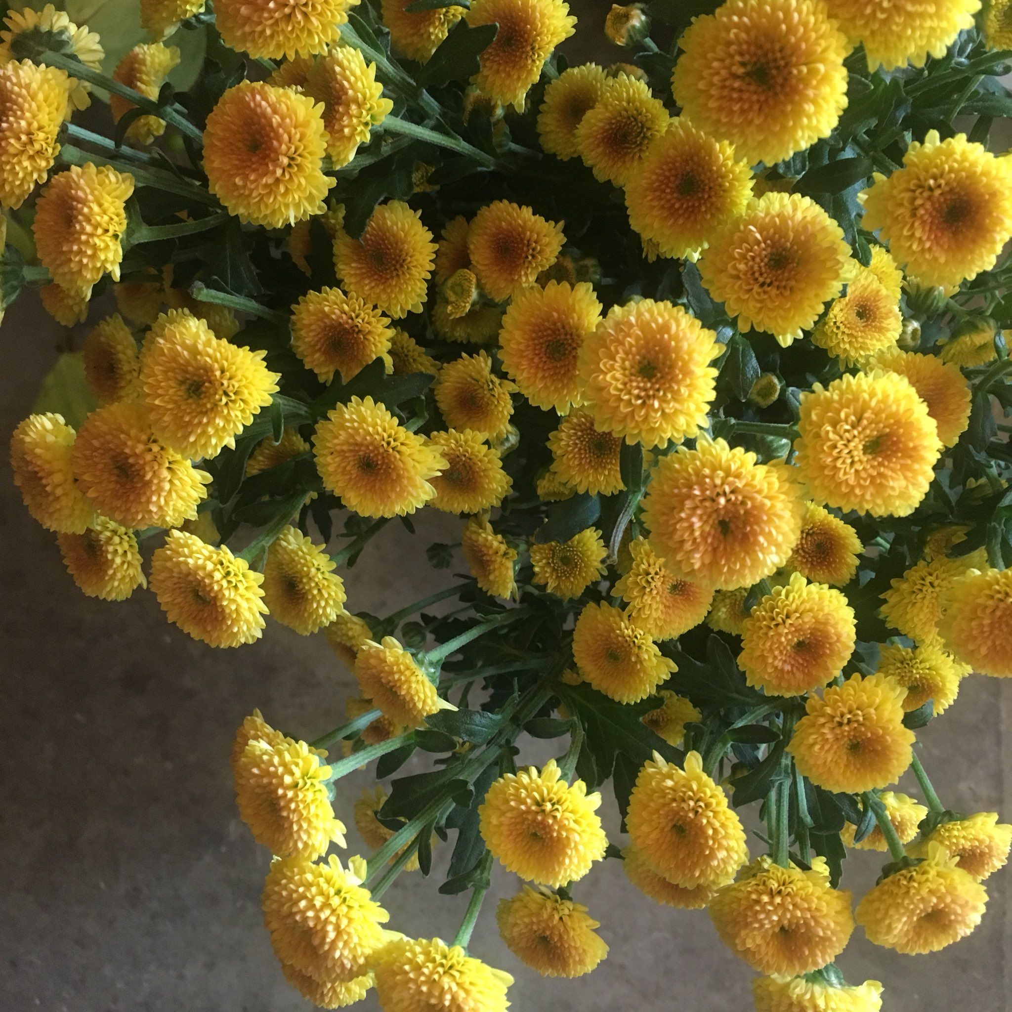 D Ici Peu 毎日ひと花 小菊 カリメロ シャイニー T Co 39ykcq9g1d Twitter