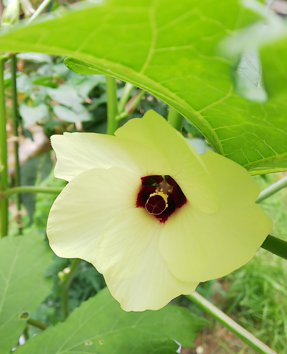 ট ইট র Kei 今日はいろいろ採れました オクラの花は この時期の癒し 家庭菜園 収穫 ズッキーニ きゅうり ミニトマト ししとう 甘長ししとう 小かぶ 辛味大根 オクラ オクラの花 畑仕事 ট ইট র Kei 今日はいろいろ採れました オクラの花は この時期の癒し 家庭菜園 収穫 ズッキーニ きゅうり ミニトマト ししとう 甘長ししとう 小かぶ 辛味大根 オクラ オクラの花 畑仕事