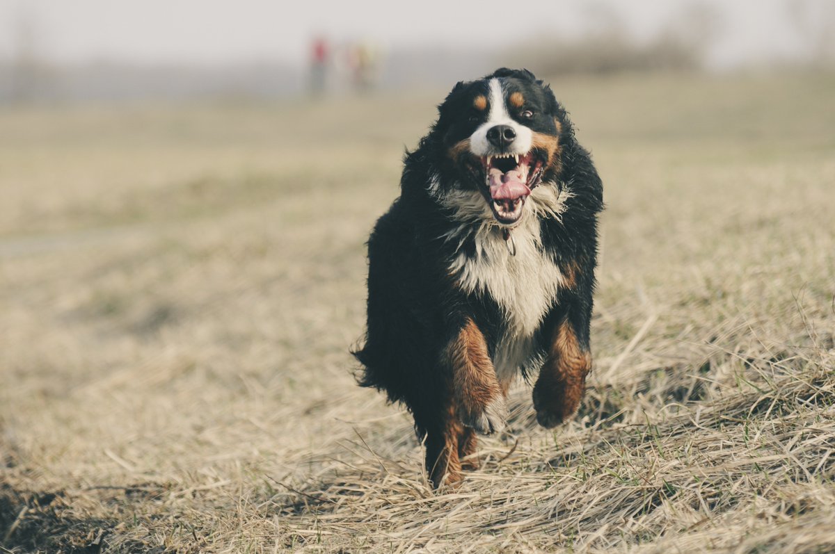 Does Your 🐶 Come When you Call? It could save your dog's life! - https://mailchi.mp/0acf9d8643c8/does-yourcome-when-you-call … #recall #come #dogtraining #foco #noco #fortcollins #loveland #timnath #wellington #windsor #dogs #class